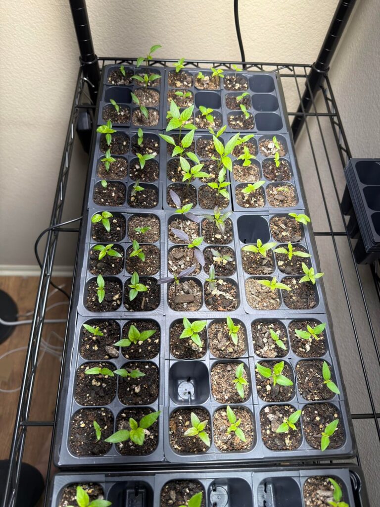 Almost 3 weeks after planting! Do some of my seedlings look weird?