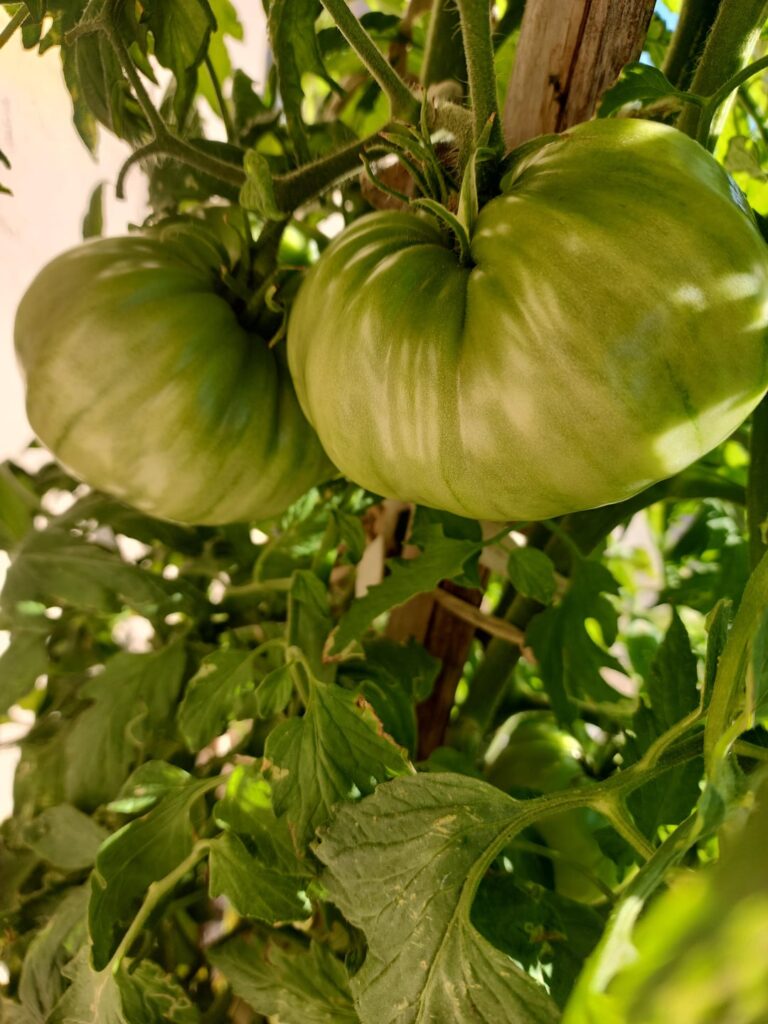 2-3 pound Mortgage lifter Tomatoes.