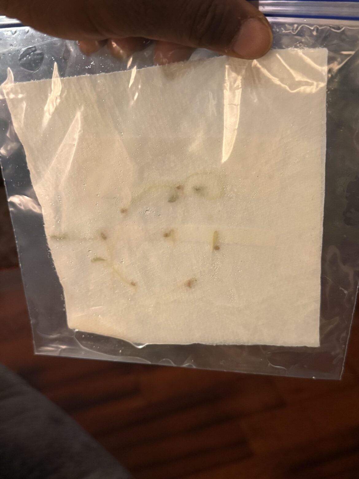 First seedlings of 2026