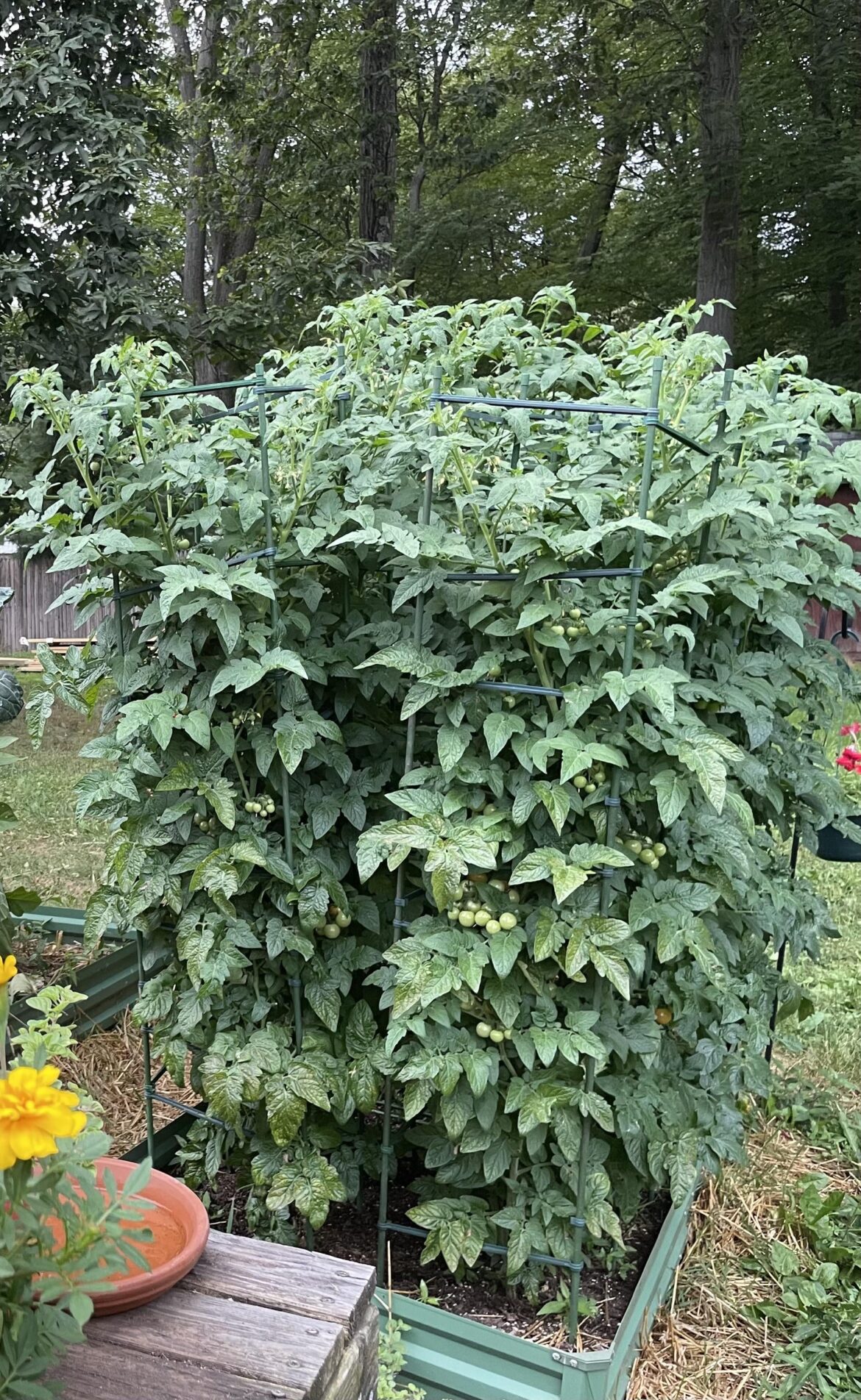 So I have great success growing indeterminate cherry tomatoes. I’ve been using the green poles with snap on cross pieces but they aren’t tall enough. I grow 8 plants in 3×6’ bed. Any trellis suggestions for my particular setup? Pic is from August 2025. So I have great success growing indeterminate cherry tomatoes. I’ve been using the green poles with snap on cross pieces but they aren’t tall enough. I grow 8 plants in 3x6’ bed. Any trellis suggestions for my particular setup? Pic is from August 2025.