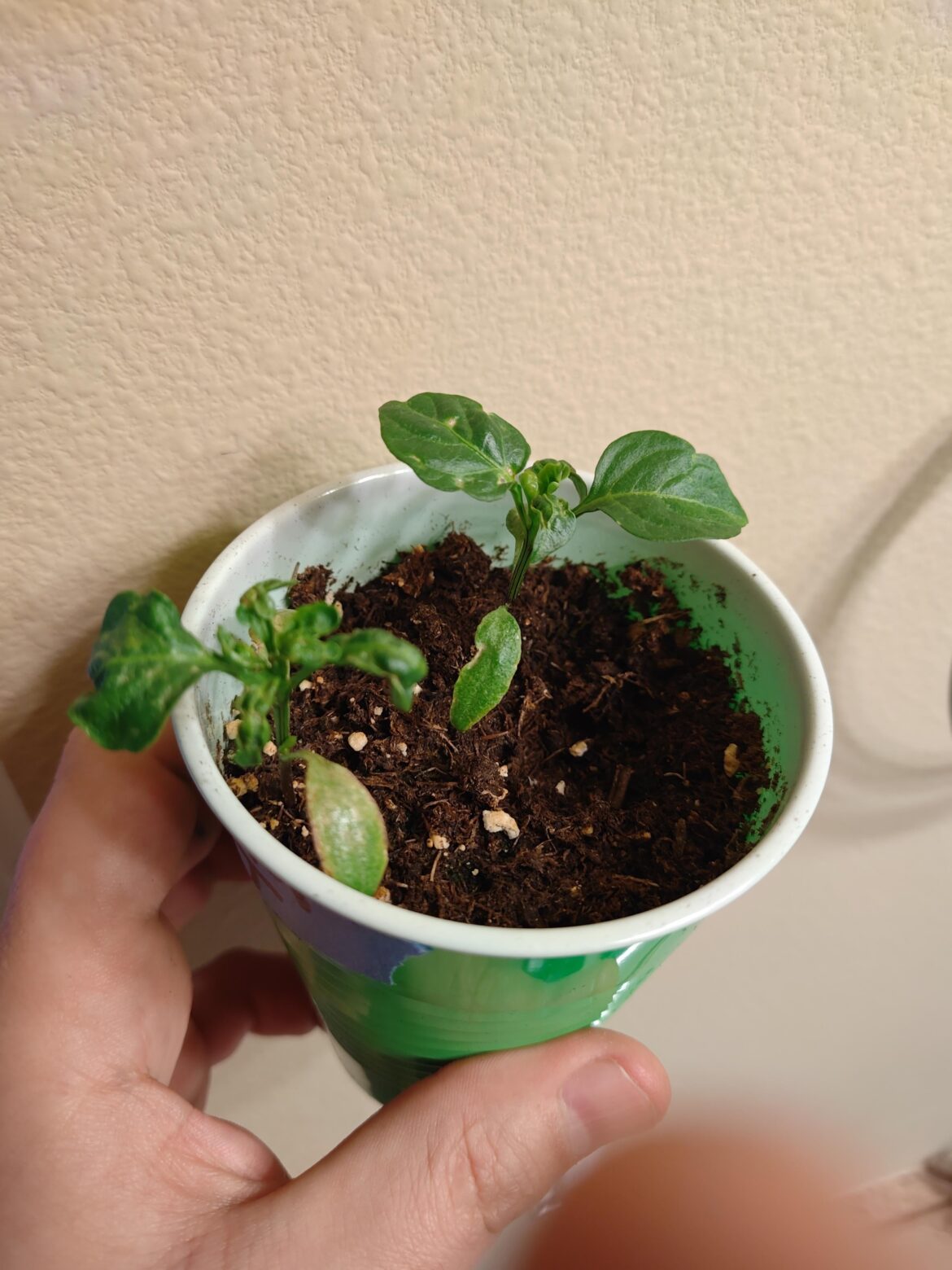 Seedlings struggling