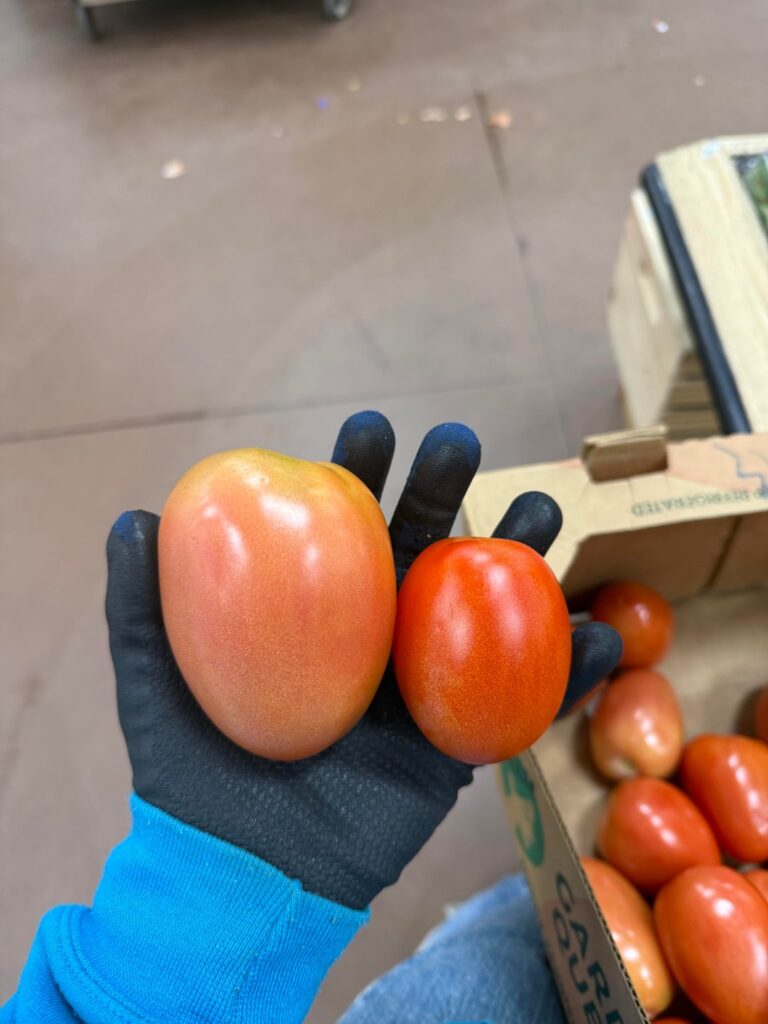 What is making these romas look crazy different? What is making these romas look crazy different?