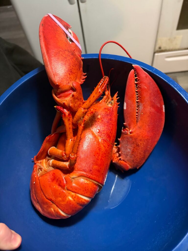 He was a LOT bigger than he looks on camera. The tail is MASSIVE! 3LB lobster for 65$.