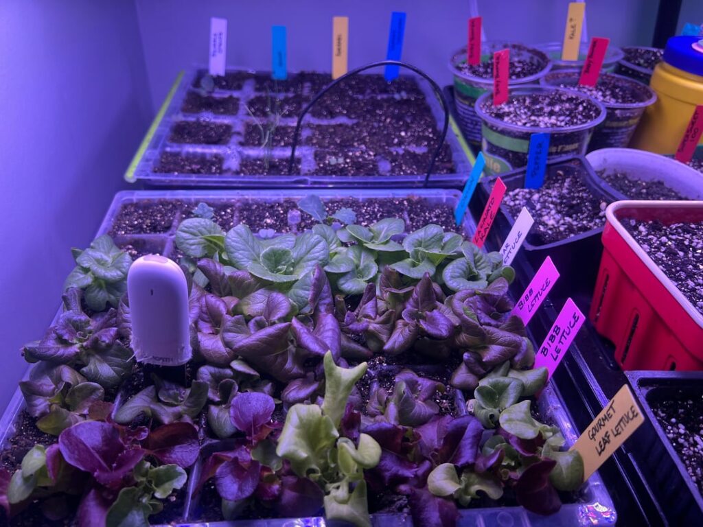 Having seedlings in my home office is such a distraction!