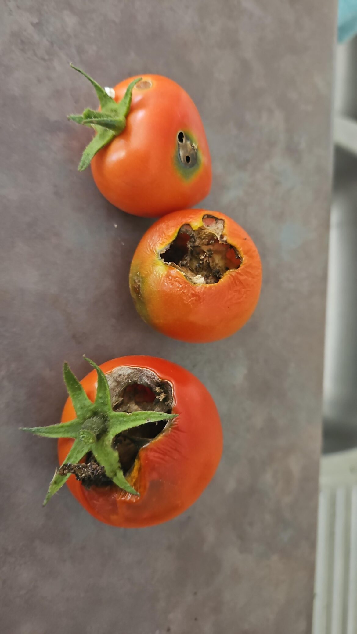 Who is going after my tomatoes?