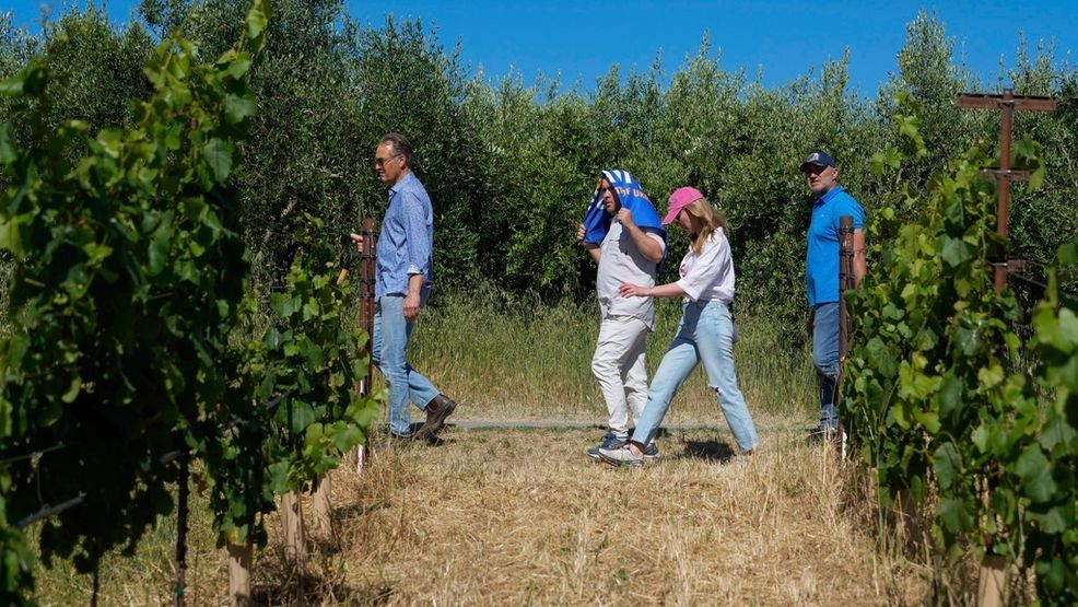 Ivo Jeramaz, left, gives a tour of a Grgich Hills Estate's vineyard to visiting Ukrainian winemakers Wednesday, June 5, 2024, in American Canyon, Calif. (AP Photo/Godofredo A. VÃ¡squez)