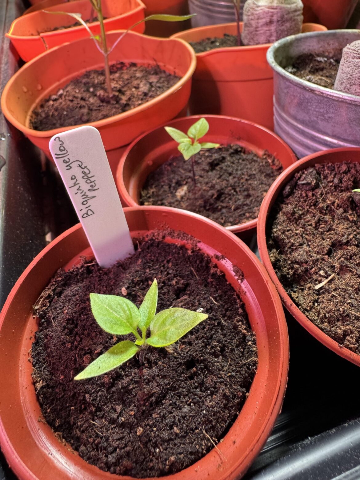 Permanent state of being tiny?