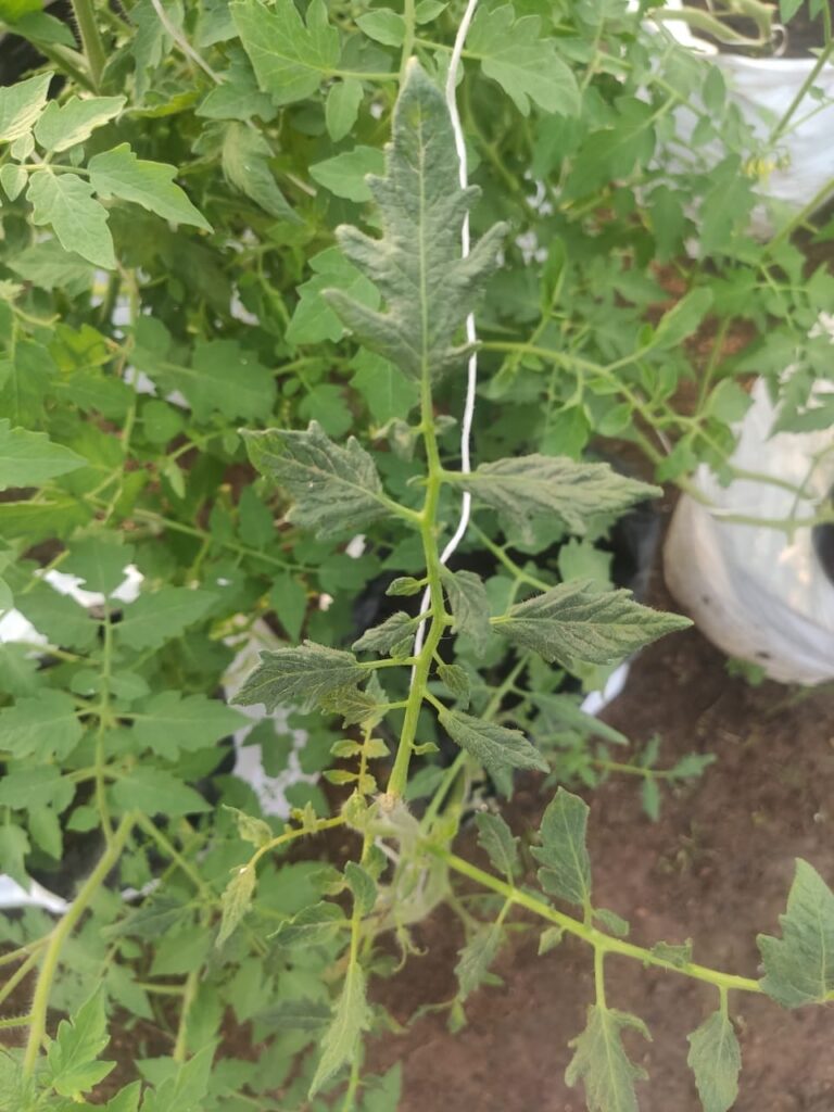 What is happening to my tomato plants? What is happening to my tomato plants?