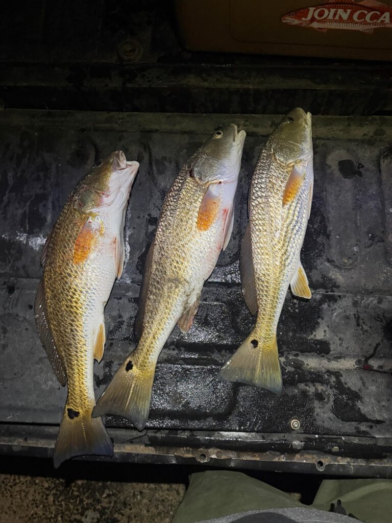 Personally caught, baked Red Fish with parmesan and spicy herb and garlic butter.