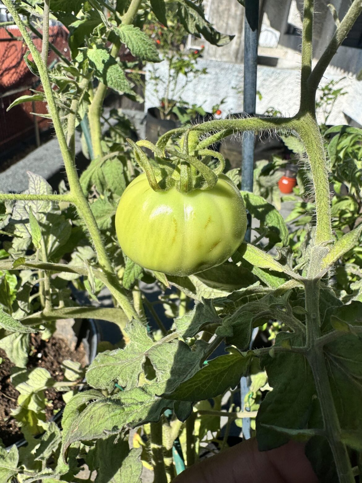 My first ever tomato 🥹🩷