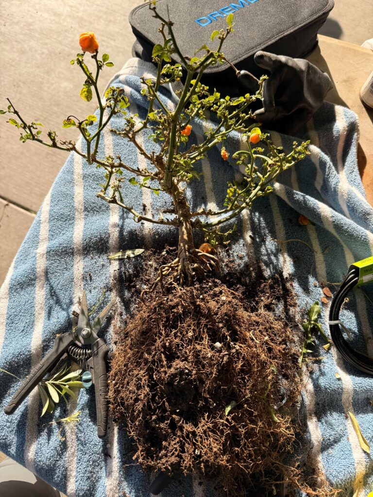 What are these wart things? Should i be concerned?