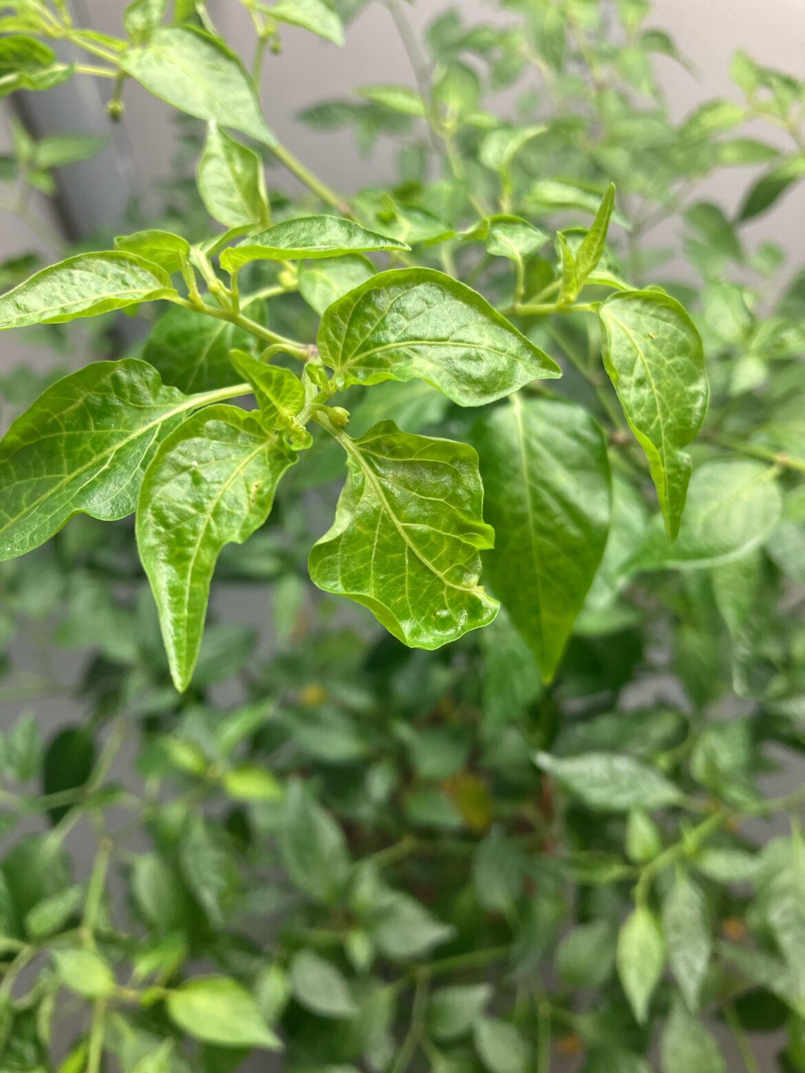 Why is this overwintering chinense so unhappy? Is it a mild whitefly infestation or something more?