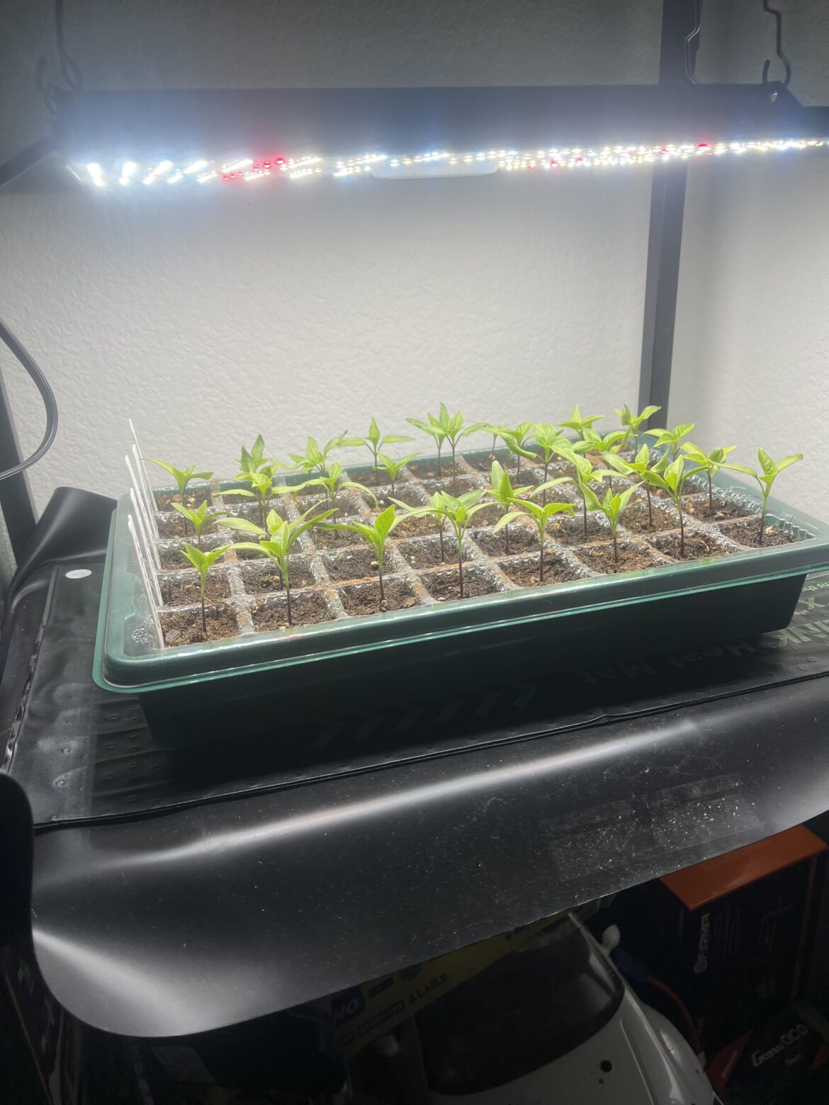 Do I have the light to far? I noticed some yellowing so I raised the light. I had the light about 4 inches above them before.