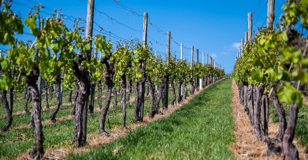 South Africa Wine urges faster implementation to boost sector growth South Africa Wine urges faster implementation to boost sector growth