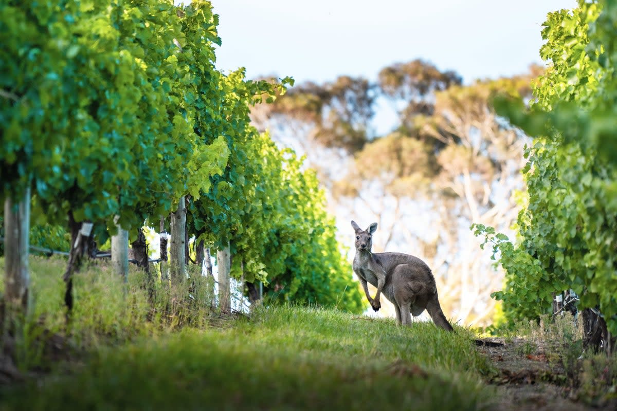 A kangaroo hops between the vines at The Lane Vineyard (South Australian Tourism Commiss)