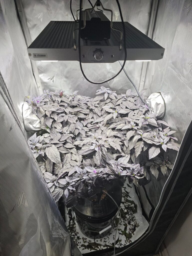 Wanted to share my Count Dracula pepper progress