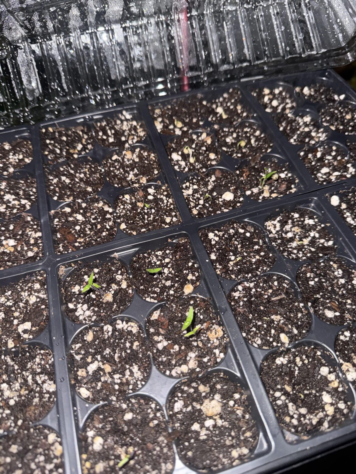 First peppers popping! First peppers popping!