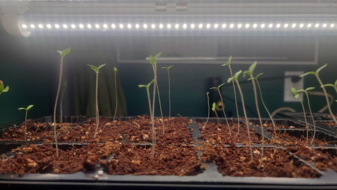 Roma Tomato Seedlings- can they be saved? Roma Tomato Seedlings- can they be saved?