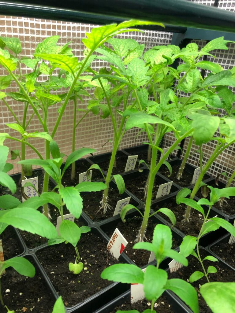 Growing advice please