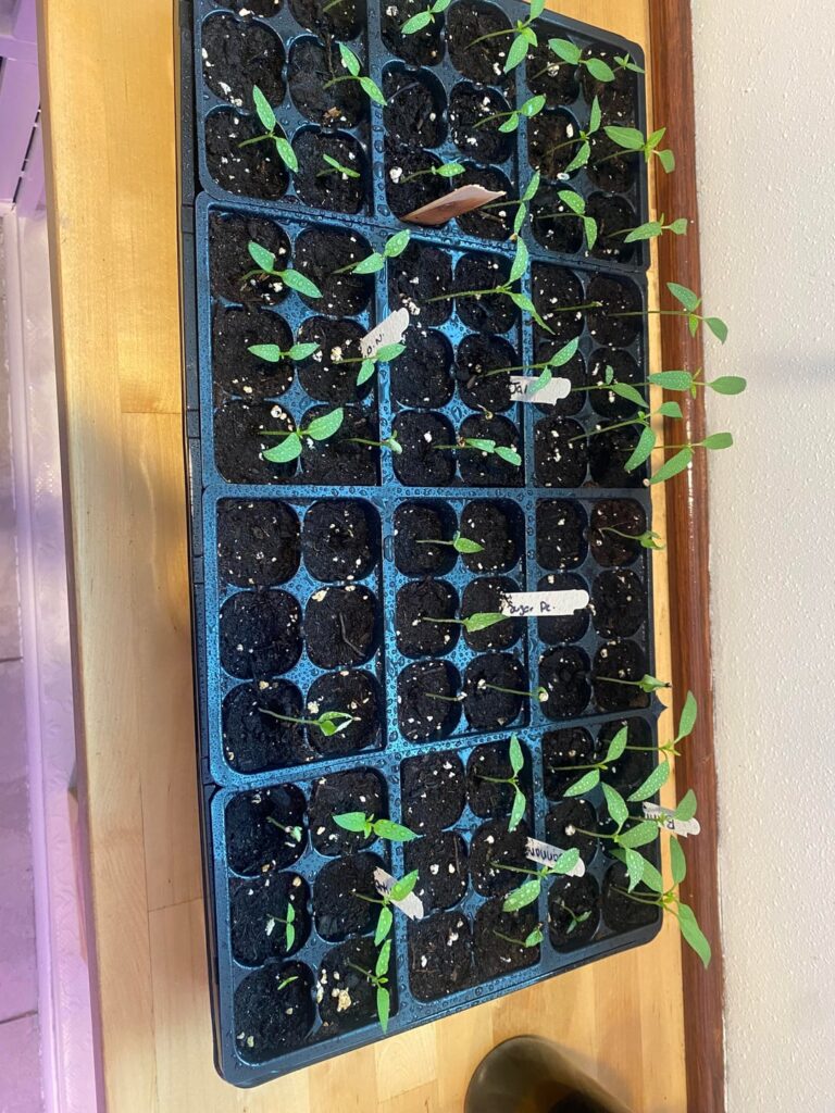 First time pepper grower