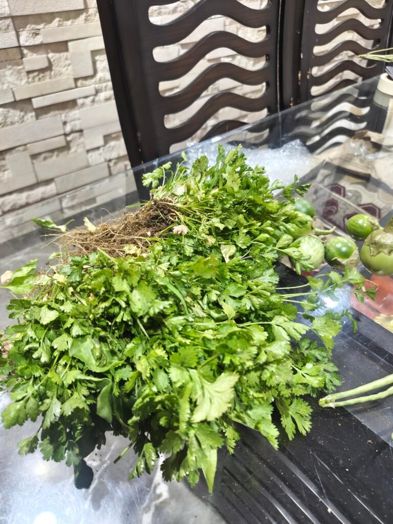 Full cilantro harvest. And some other veggies as well.