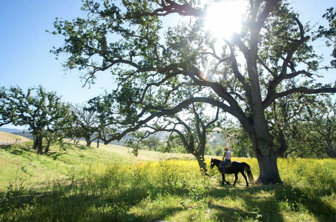 The Best Horseback Riding Destinations in California