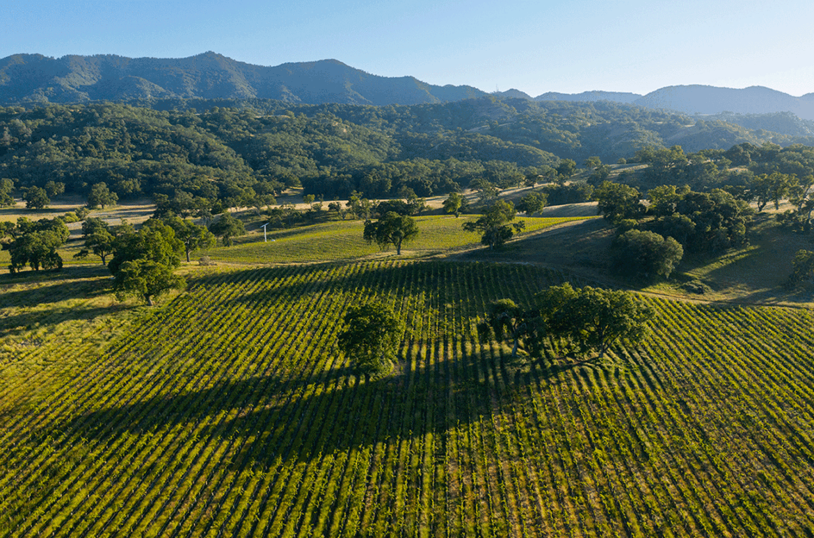 Paso Robles 2023: Vintage report and top wines tasted