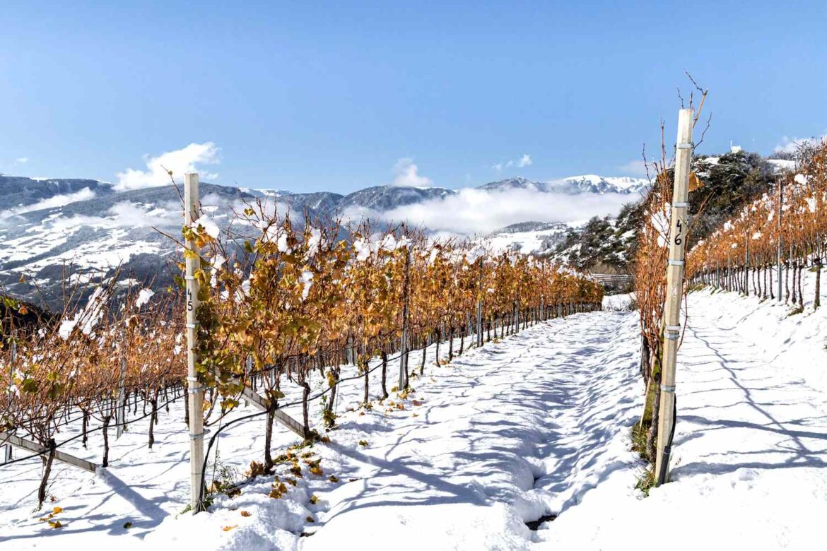 Alto Adige’s Wines Are Worthy of Olympic Gold