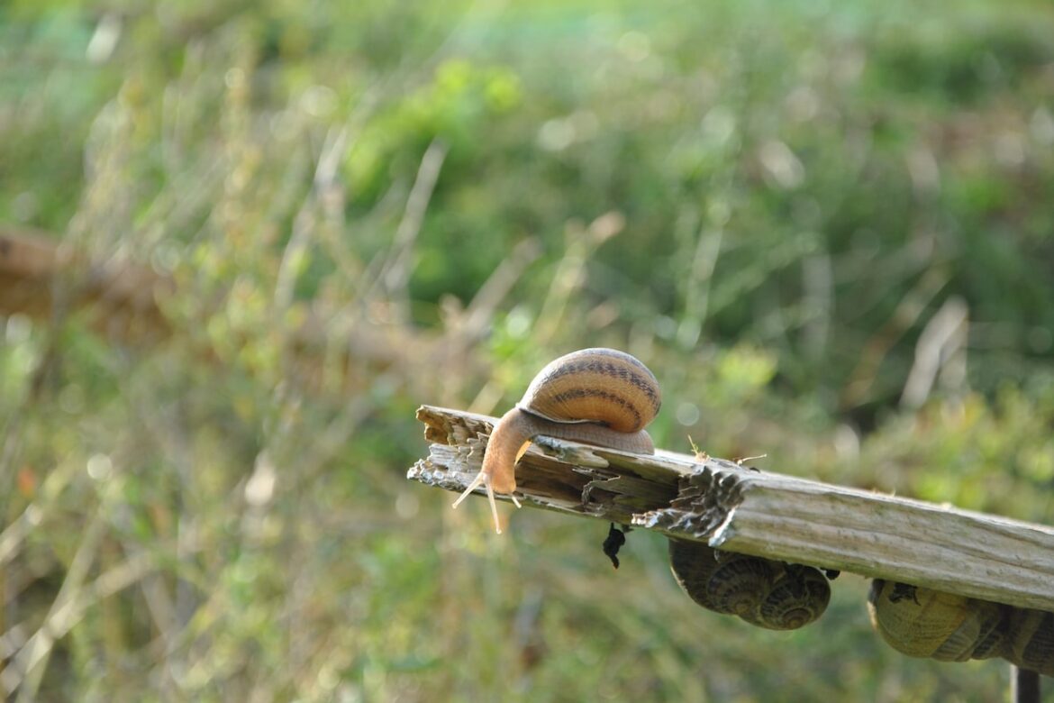 French snail farmers weather unpredictability to preserve the tradition of escargot