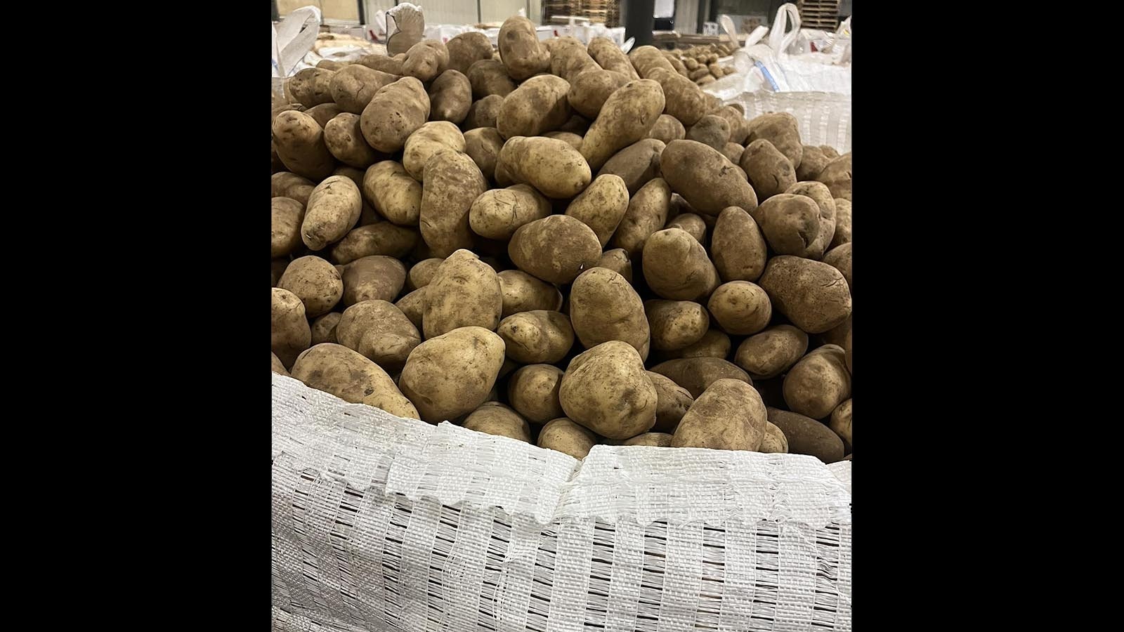 Potato farmer Kent Sutton has ended up with “millions of pounds” of excess potatoes. He’s been feeding some to cattle, but would rather see them go to impoverished humans.