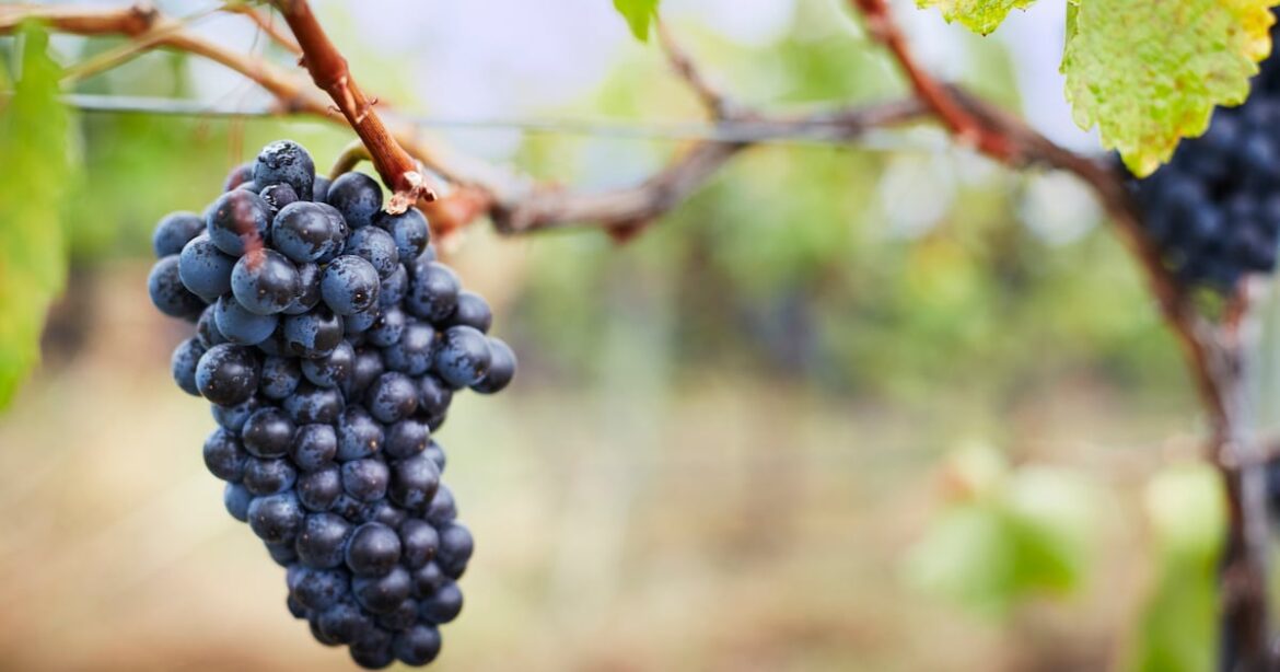 Wine Australia overhauls innovation financing with new fund to boost sector resilience Wine Australia overhauls innovation financing with new fund to boost sector resilience