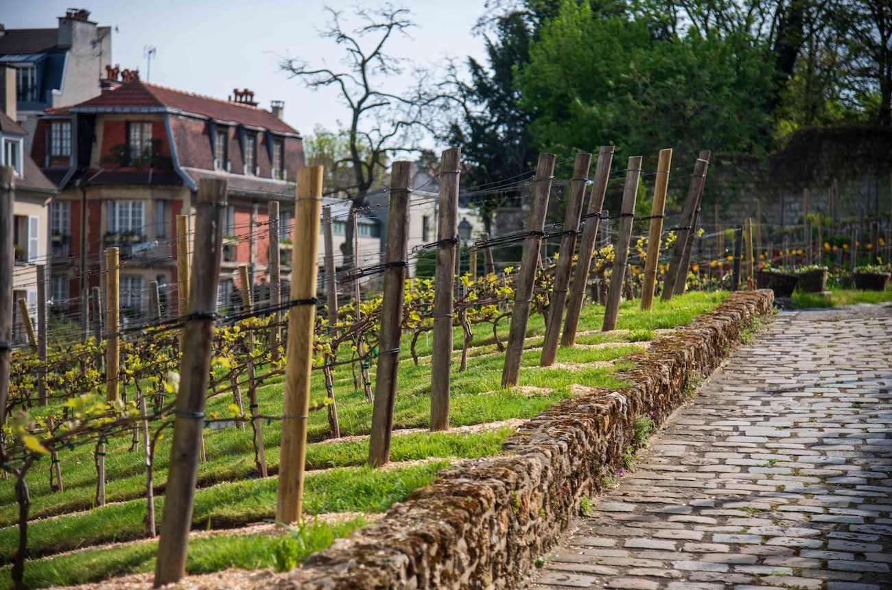 Montmartre vineyard