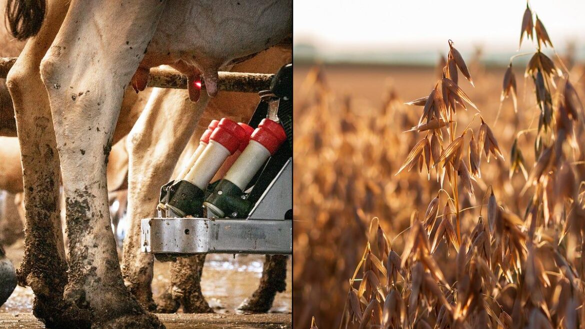 I Looked at the Evidence on Dairy vs. Plant Milk. It Wasn’t Close.