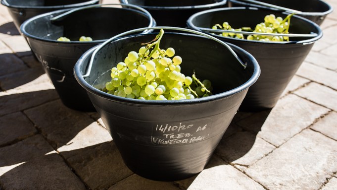 Italy’s Workhorse Grape Is the Foundation of Some of Its Best Wine Italy's Workhorse Grape Is the Foundation of Some of Its Best Wine