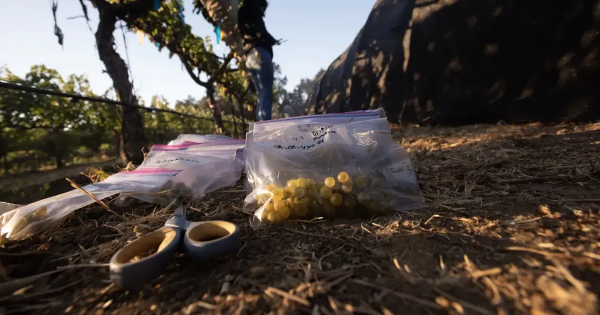 Can a simple spray protect grapes from wildfire smoke?