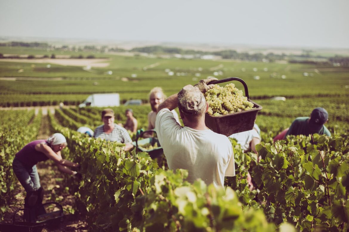 The Secret Behind CHAMPAGNE DE SAINT-GALL: Understanding the French Cooperative Model