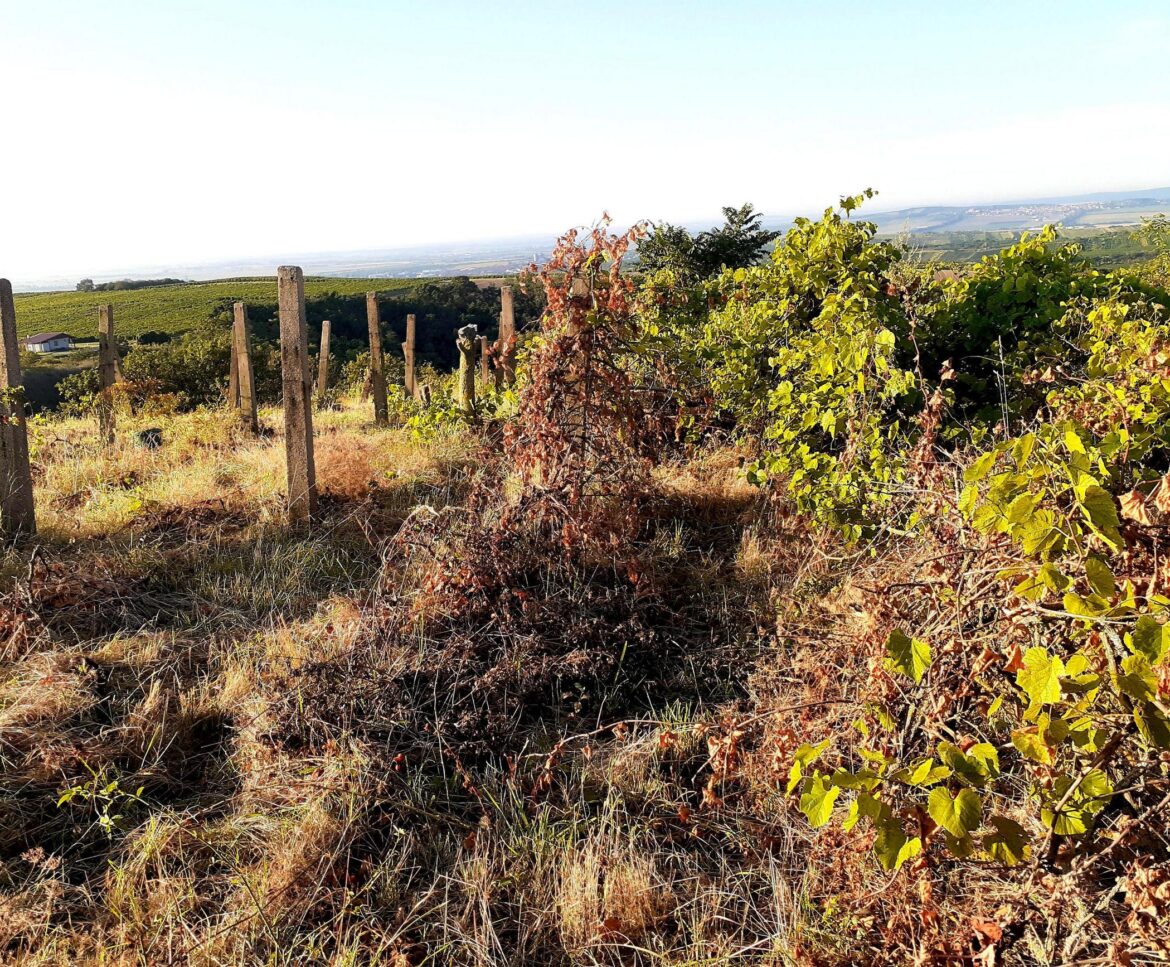 So Im cleaning peace of land in Czech Republic, where used to be old vineyard and Im gonna plant there new one.. wish me luck