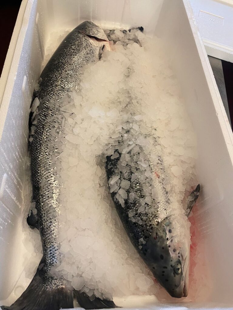First time filleting a salmon, and curing it