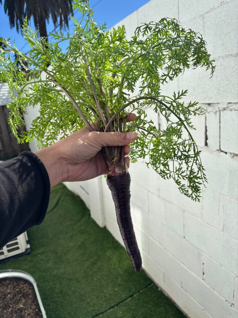 My first time trying to grow veggies and the first two harvested!