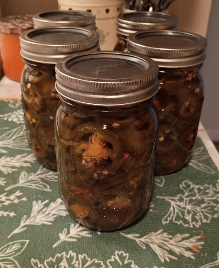 Maple pickled jalapeno fresh from the canner