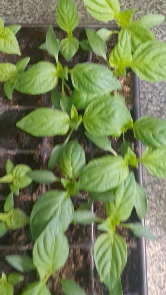 Sowed 3 weeks ago off to a great start