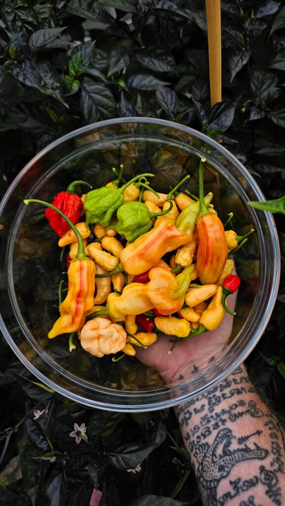 Some good, some bad. But colours are on point. 🔥