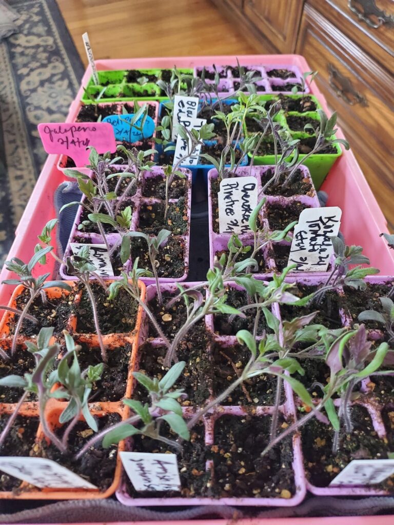 Can I separate seedings in the same cell?