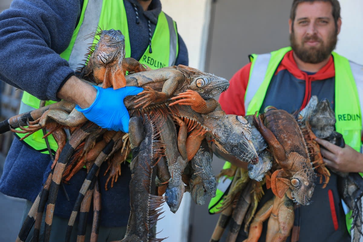 A South Florida cold snap 'cold-stunned' green iguanas, letting residents legally remove them to control the invasive species (Getty)