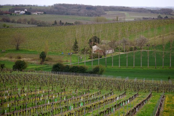 Vineyards in Bellevigne near Cognac, France, April 3, 2025.