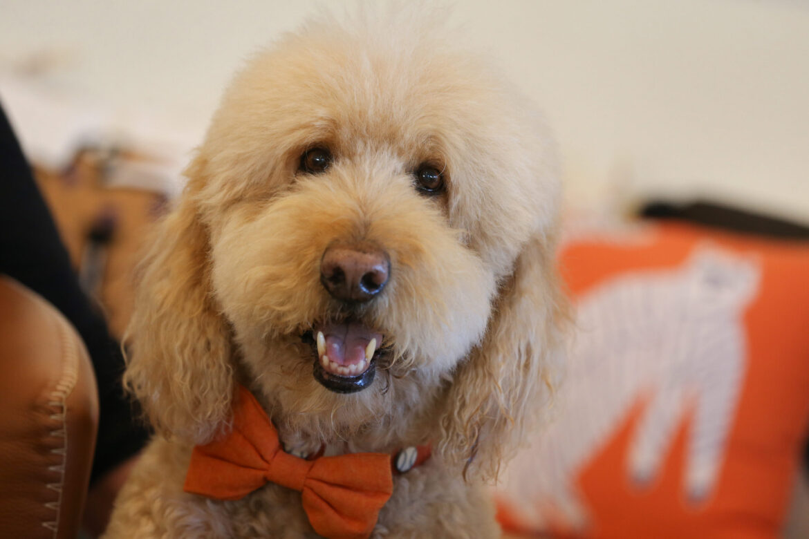 – Sonoma Magazine Tributes Pour In After the Death of Beloved Sonoma Winery Dog - Sonoma Magazine Tributes Pour In After the Death of Beloved Sonoma Winery Dog