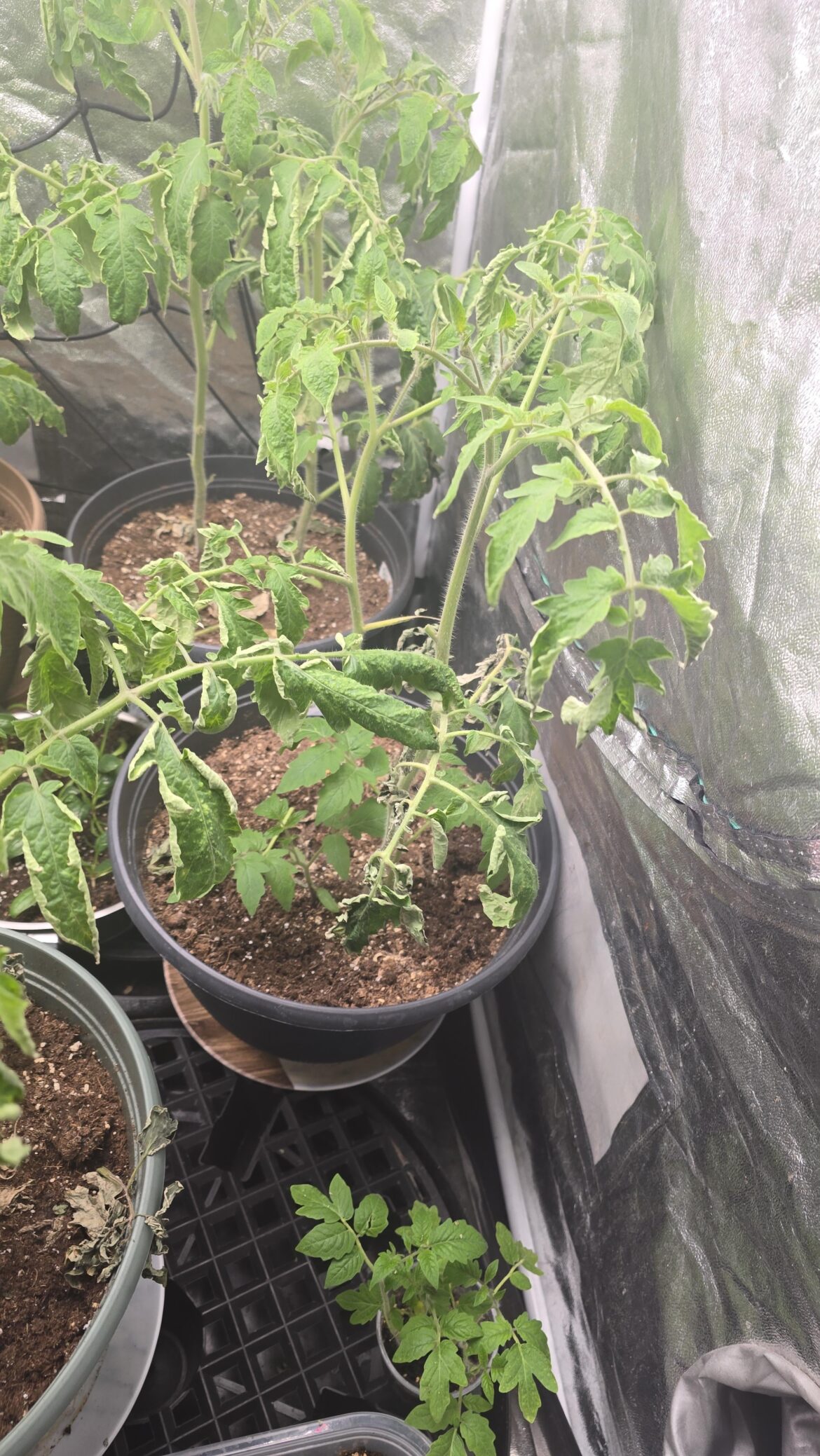 Tomatoes health in the grow tent