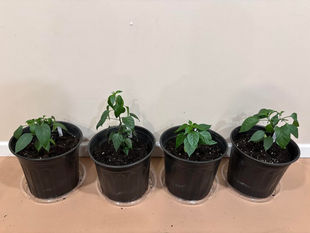 Transplanted a few peppers!