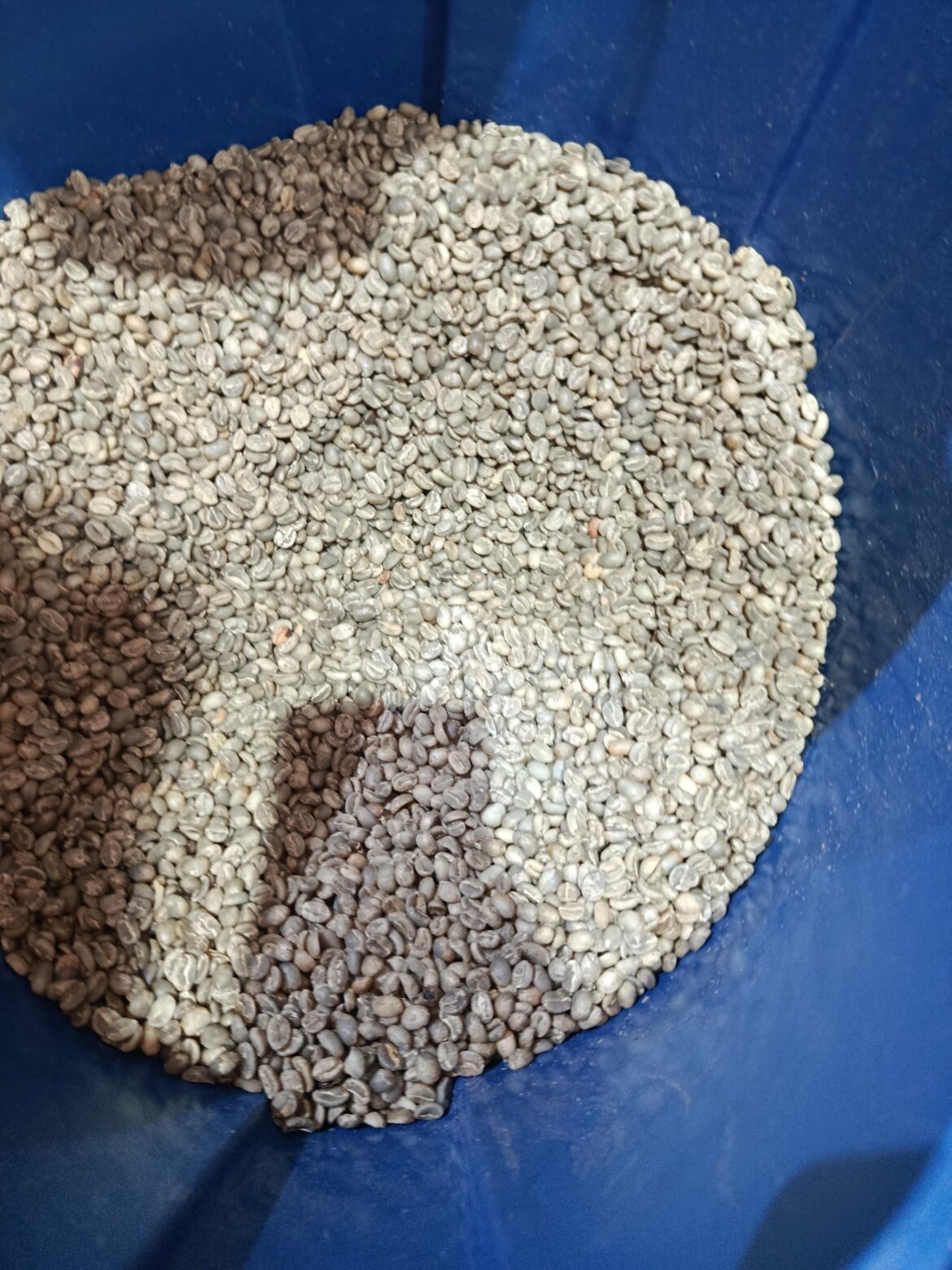 I found green bourbon and colombian maragogype arabiga beans .. what recommend to do ?