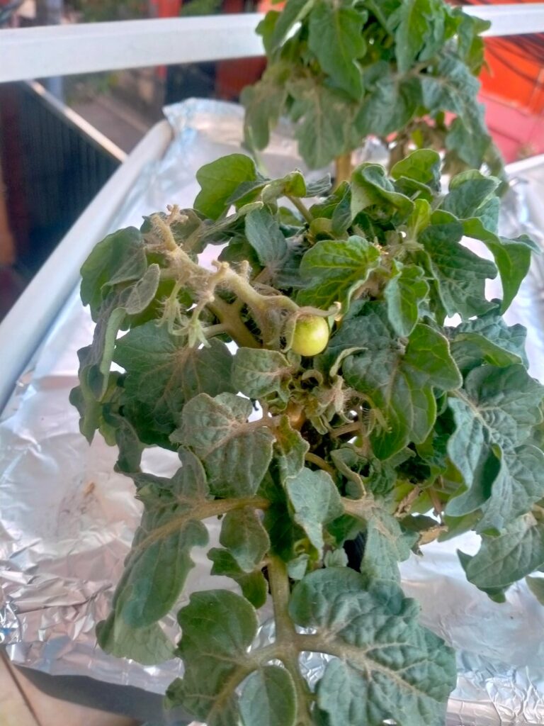 Tomato tops seems turning brown.